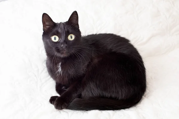 Black Cat Yellow Eyes Lies White Sofa — Stock Photo, Image