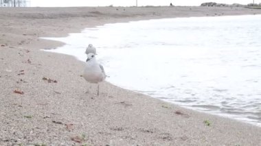 Kumsalda martı kuşları. Martı sürüsü sahilde yürüyor..