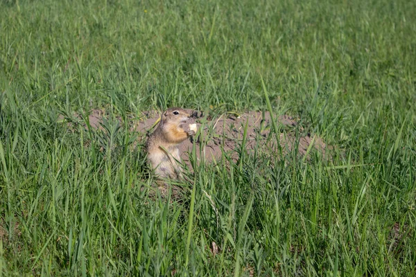 牧草地で草の上で彼の穴の近くに食べる野生のゴファー — ストック写真