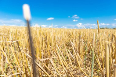 Gökyüzüne karşı bir saman tarlasına yakın çekim.