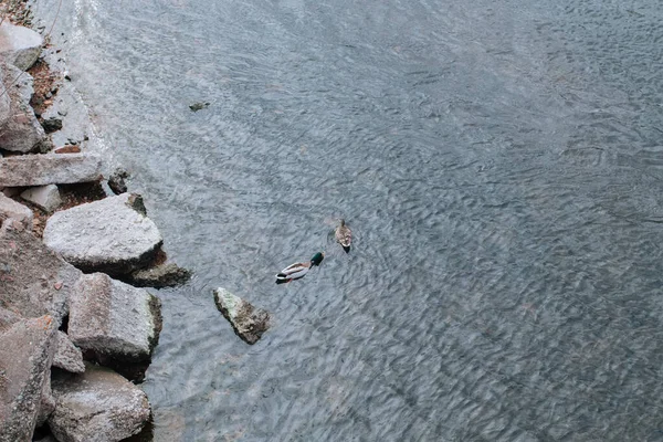 Anatre Nell Acqua Vicino Alle Rocce Sulla Riva — Foto Stock