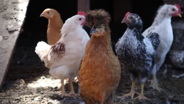 Pollo copetudo en la granja en el gallinero. Pollos de pura raza. Pollos en el gallinero. — Vídeos de Stock