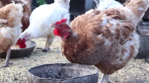 Kycklingar äter mat. Hönor och tuppar livnär sig på traditionella lantbruksföretag. — Stockvideo