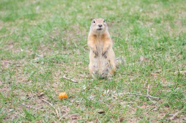 Yuvanın yanındaki vahşi sincap..