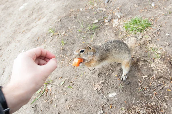 Homem Alimentando Gopher Com Uma Cenoura Sua Mão — Fotografia de Stock