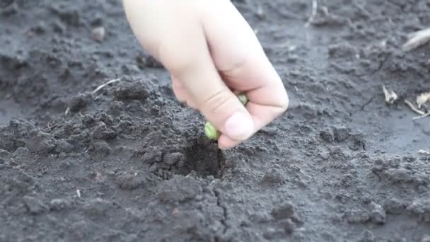 La main plante les graines de pois dans le sol — Video