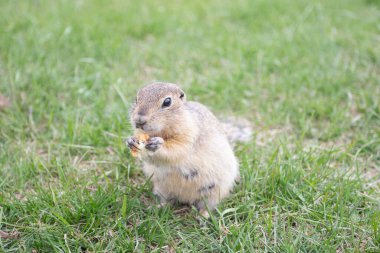 Dağ sıçanları ayakta ekmek yiyor ve bakıyor..