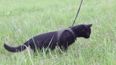 Kara kedi tasmayla çimlerin üzerinde yürüyor.