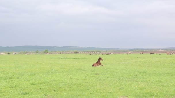 Un potro recién nacido levantándose de la hierba en el pasto. Foal se levanta. — Vídeo de stock