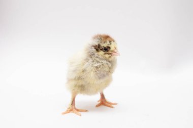 Beyaz arka planda izole edilmiş şirin yeni doğmuş tavuk..