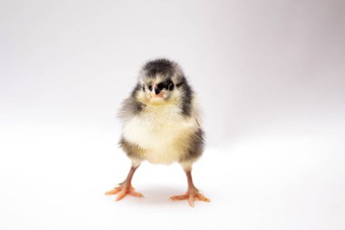 Beyaz arka planda izole edilmiş şirin yeni doğmuş tavuk.