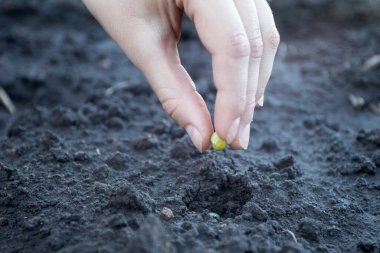 Çocuk eli toprağa yeşil bezelye tohumu ekiyor.