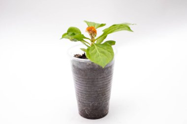 Tek kullanımlık bardakta çiçek tohumları. Toprakta kırmızı bir çiçek filizleniyor. Çekirdekten yetişmiş.