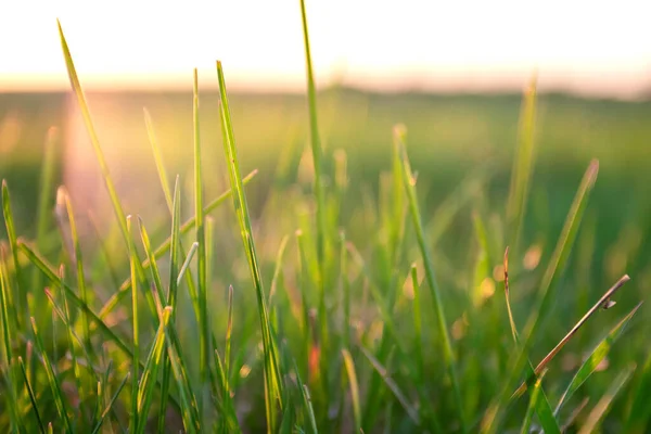 Green Grass Background Sunset Summer Landscape Meadow Grass Sunset Sky — Stock Photo, Image