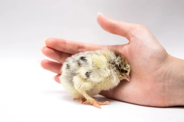 A woman's hand and a young chick. The chicken warms on the hand.