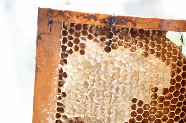 Taze bal ile bal peteği çerçevesi.