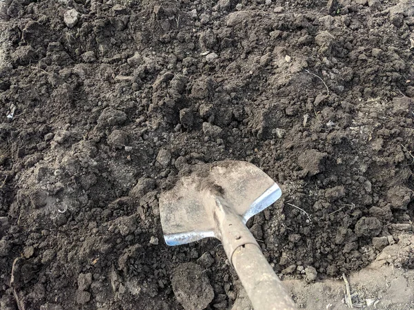 Old metal shovel in the black soil. Digging the black soil with shovel in the garden