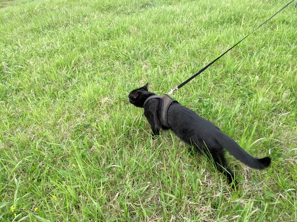 Walking Black Cat Leash Harness Green Grass — Stock Photo, Image