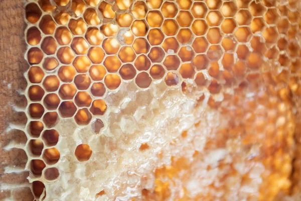 Honungskakor Med Söt Gyllene Honung — Stockfoto
