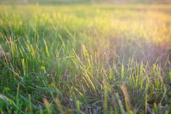 Green Grass Backgrounwith Sun Ray Sunset Soft Focus — Stock Photo, Image