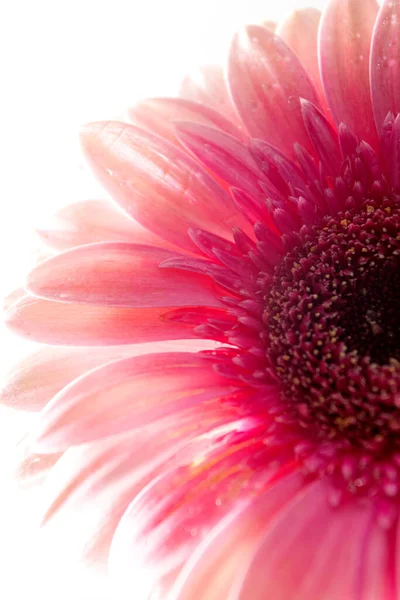 Hermosa Flor Rosa Gerbera Con Gotas Agua Sobre Fondo Blanco —  Fotos de Stock