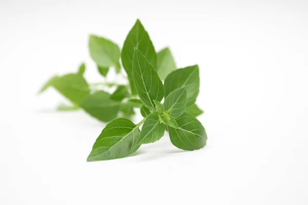 Basil Herb Fresh Green Leaves Isolated White Background — Stock Photo, Image