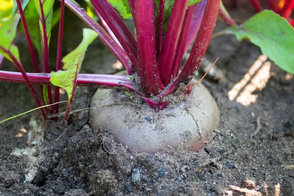 Fresh Big Beetroot Growing Garden — Stock Photo, Image