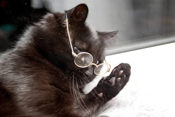 Portrait of a clever black cat with glasses.
