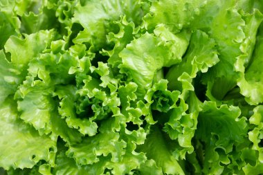 Taze marul yaprakları arka planda. Salata karışımı yapraklar desen.