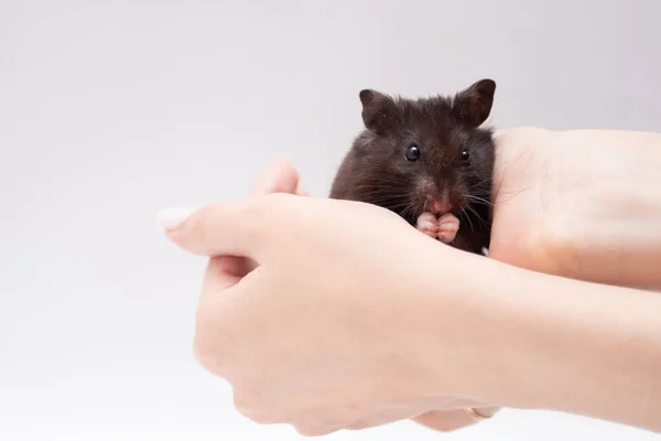 Hamster Noir Assis Dans Les Mains — Photo