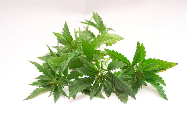 Marihuana Hanfblüten Mit Grünen Blättern Auf Weißem Hintergrund — Stockfoto