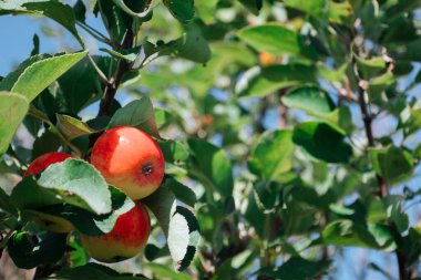 Elma dalında kırmızı elmalar.