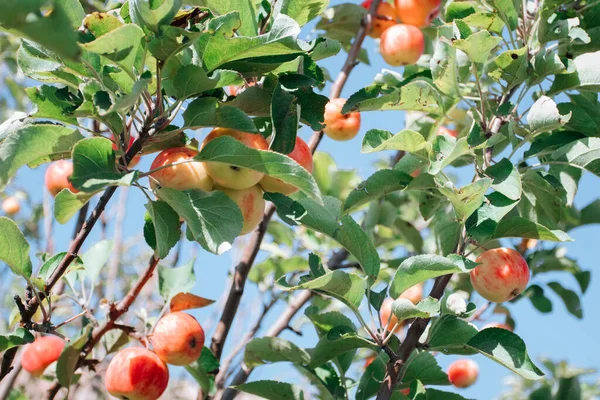 Rijp Biologische Rode Appels Een Tak Tuin — Stockfoto