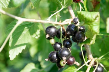 Bahçedeki siyah frenk üzümü dalı. Olgun ve sulu siyah frenk üzümü dalında