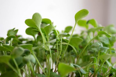 Taze mikro yeşil filizler kaselerde süper yiyecekler.