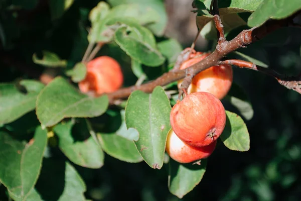 Rijp Rode Appels Een Appelboom Tuin — Stockfoto