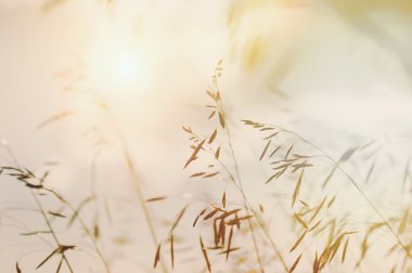 Günbatımında bir alandaki vahşi otlar. 