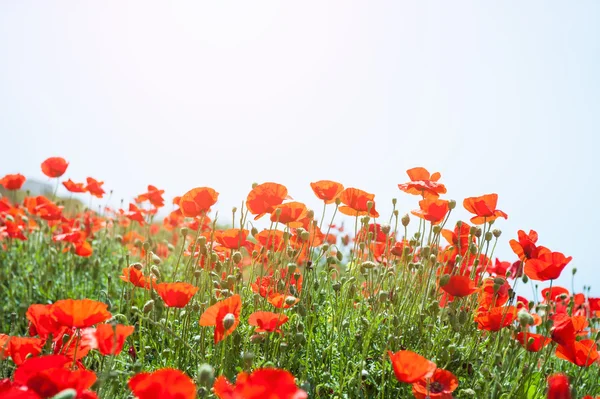 Rode papaver bloemen in een veld — Stockfoto