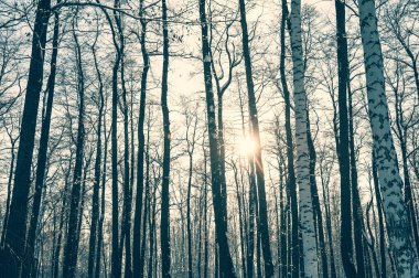 Kış ormanında gün batımı.