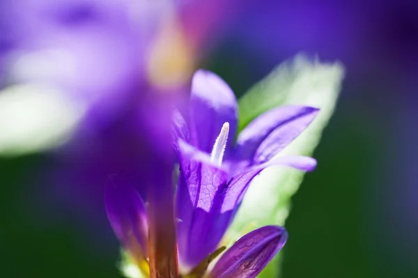 Belles fleurs sauvages violettes dans une forêt . — Photo