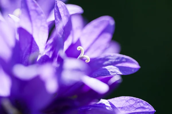 Schöne wilde violette Glockenblumen in einem Wald. — Stockfoto