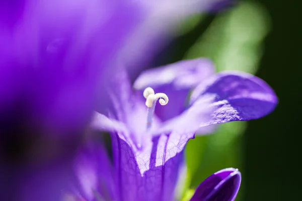 Citra makro dari bellflowers ungu, kedalaman kecil bidang — Stok Foto