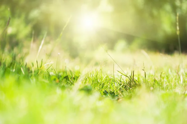 Green wild grass on a forest meadow. — Stock Photo, Image