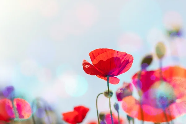 Red poppy flowers at sunrise. — Stock Photo, Image