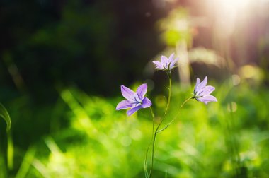 Gün batımında ormandaki Bluebells.