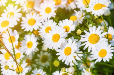 Tarlada beyaz papatyalar. 