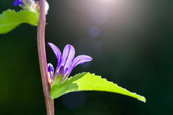 Красиві фіолетові дзвіночки в лісі — стокове фото