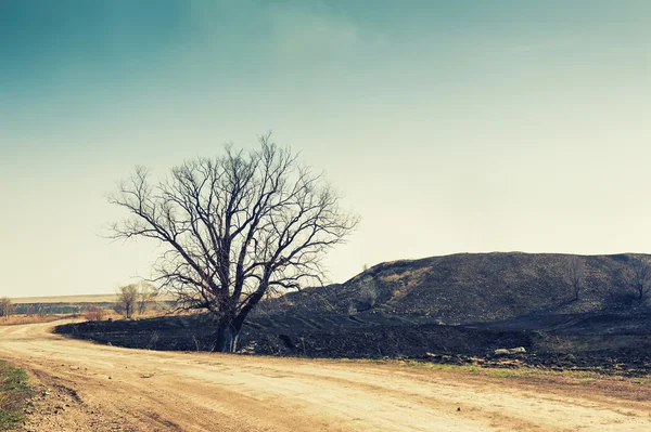 Lege weg en een droge boom in de heuvels — Stockfoto