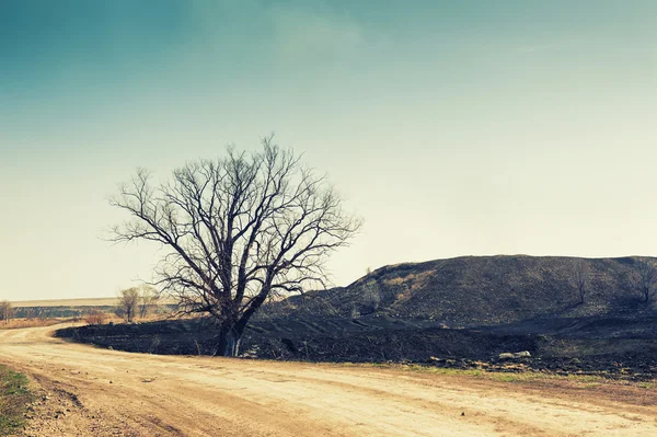 Strada vuota e un albero secco tra le colline — Foto Stock