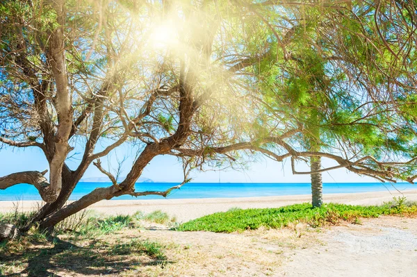 Hermosa playa salvaje y rayos de sol a través de los árboles —  Fotos de Stock